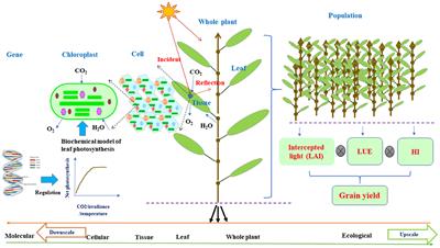 Functional–Structural Plant Models Mission in Advancing Crop Science: Opportunities and Prospects